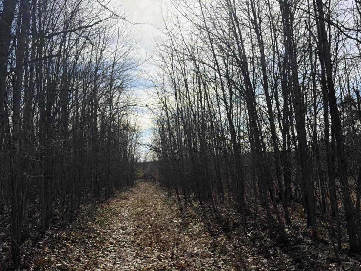 Path Less Traveled  photo 4
