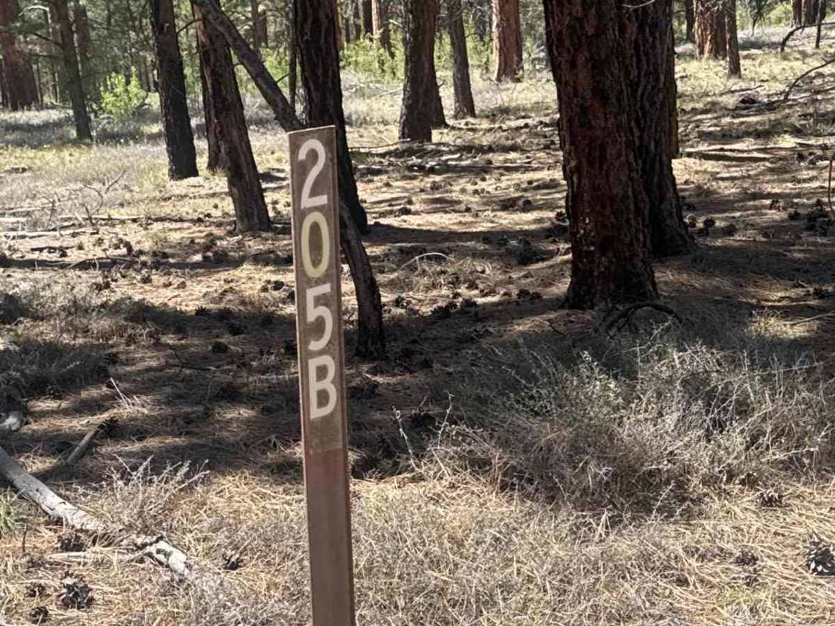 FS 205B trail photo