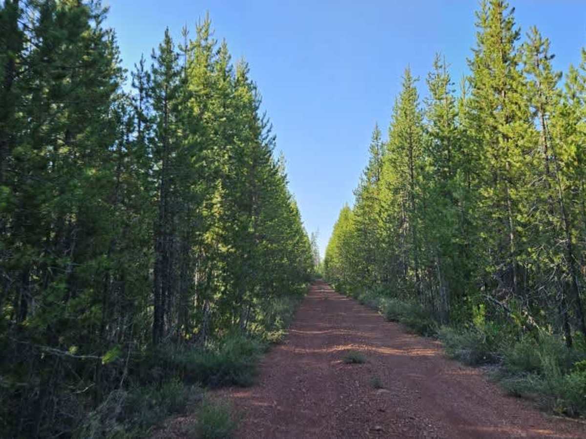 FS 8604000  trail photo