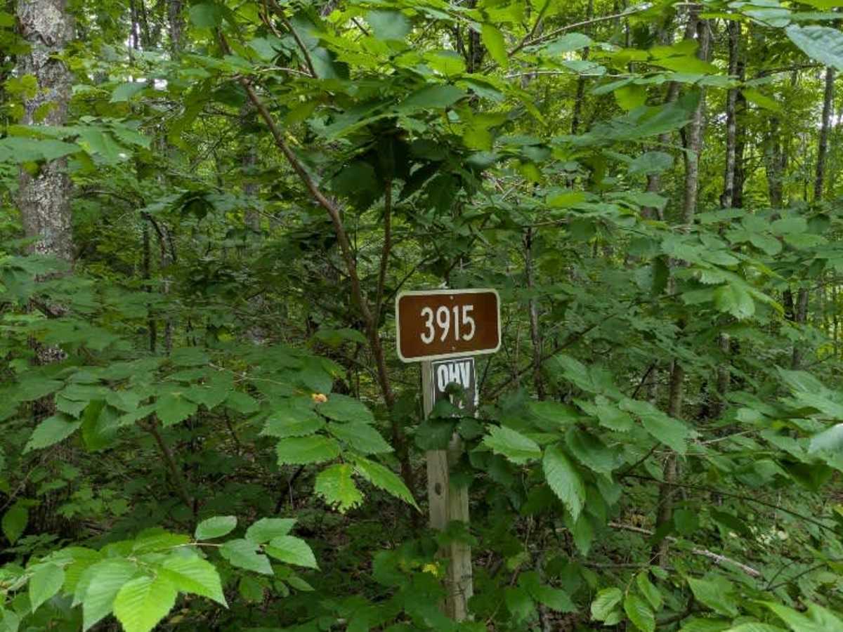 3915 trail photo