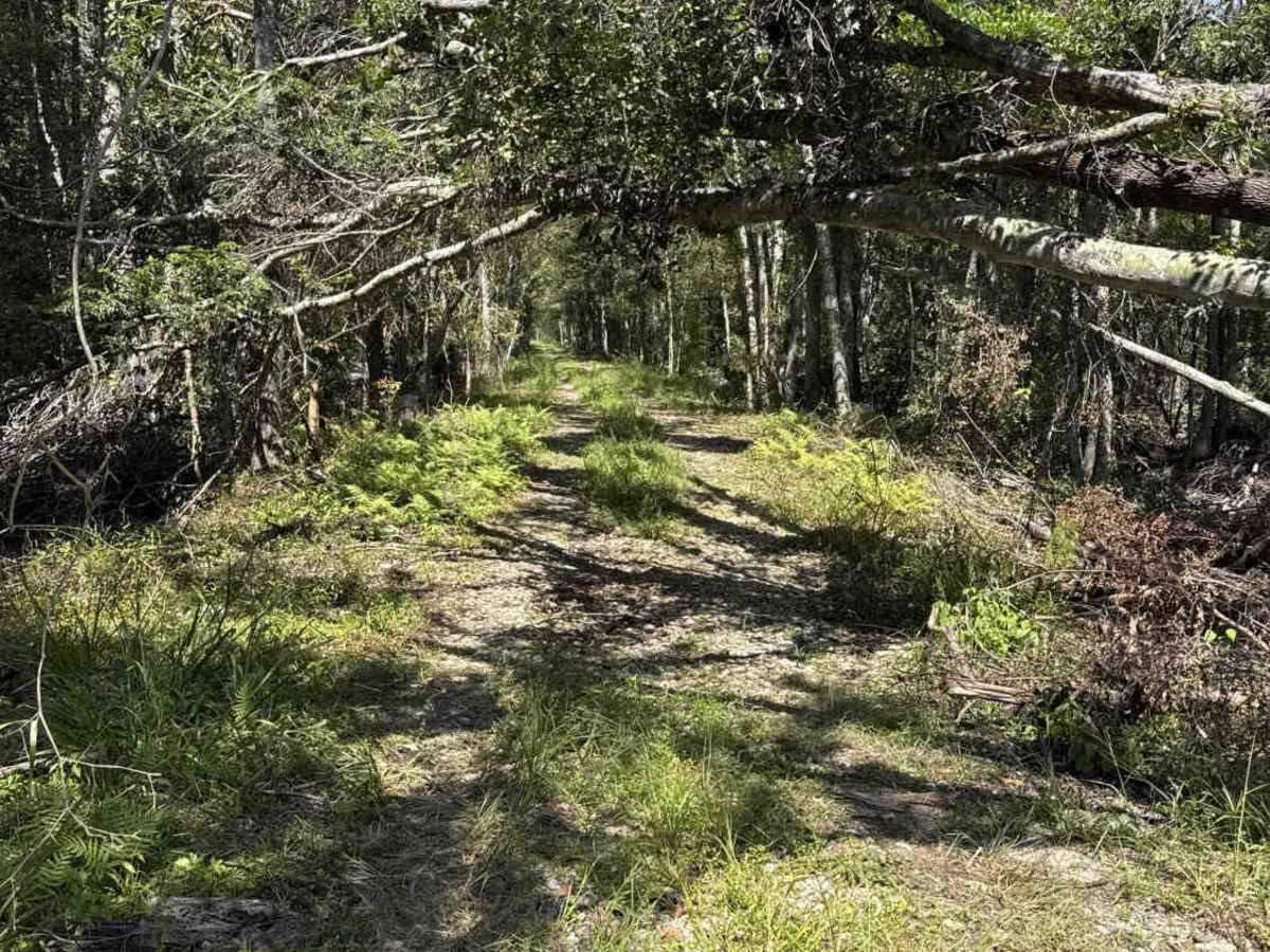 Road 55 Loop photo 4