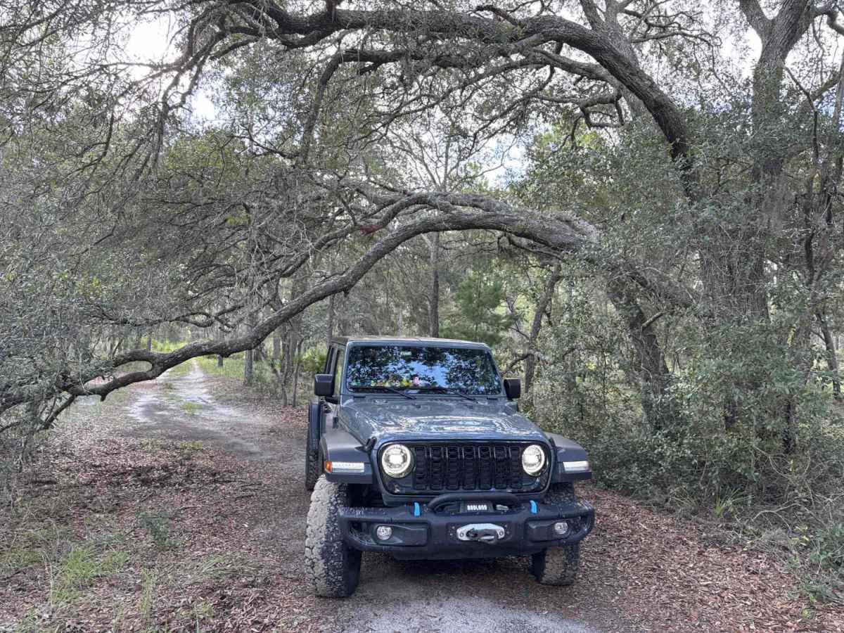 Trail 4 - Citrus WMA photo 3
