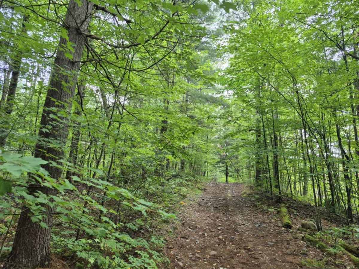 Pitcher Pond Trail photo 6