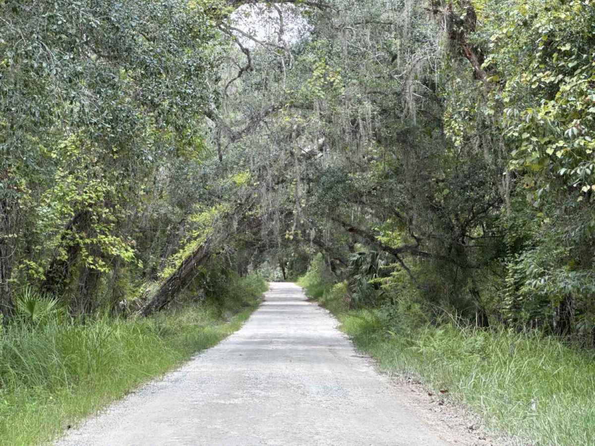 Ocala National Forest SE 13th Avenue trail photo