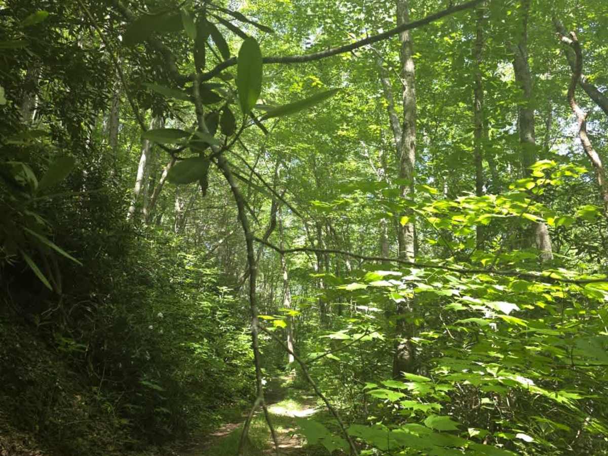Bear Branch photo 5