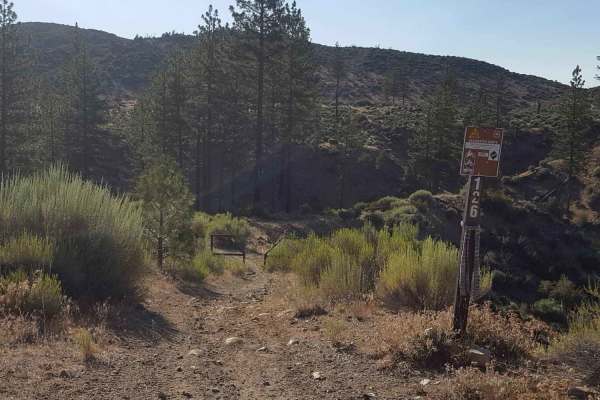 Yellowjacket Singletrack - FS 20W24