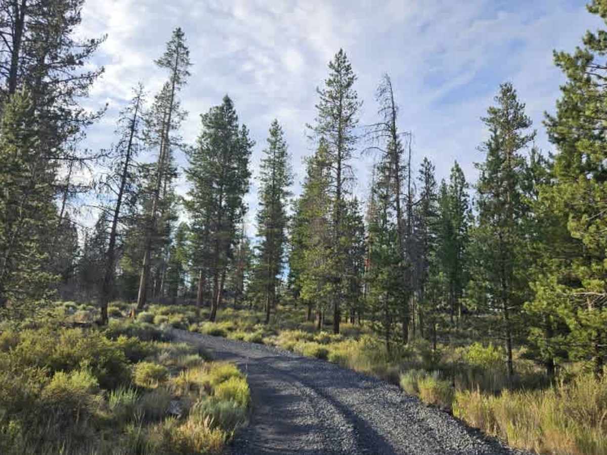 FS 2424017 trail photo
