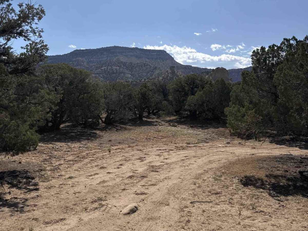 BLM 149 photo 6