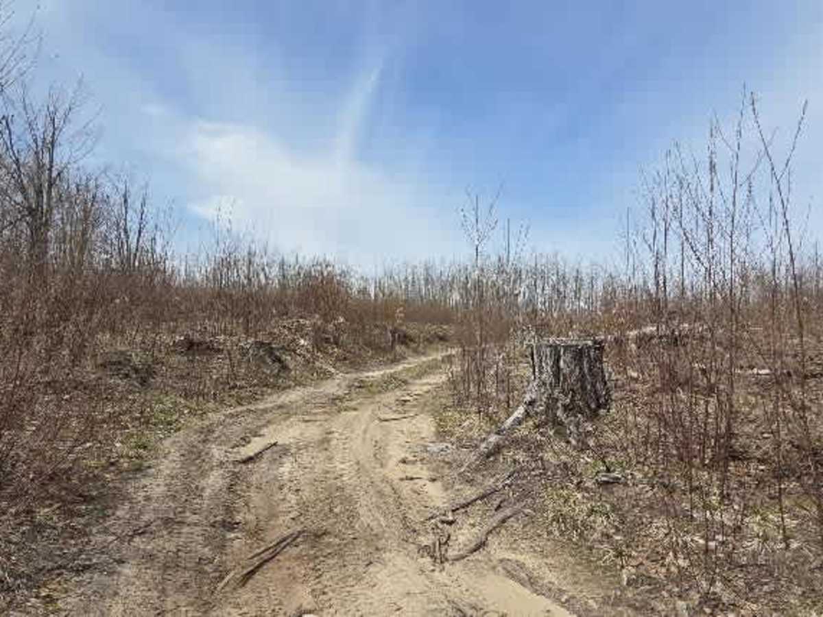 Fiel Road trail photo