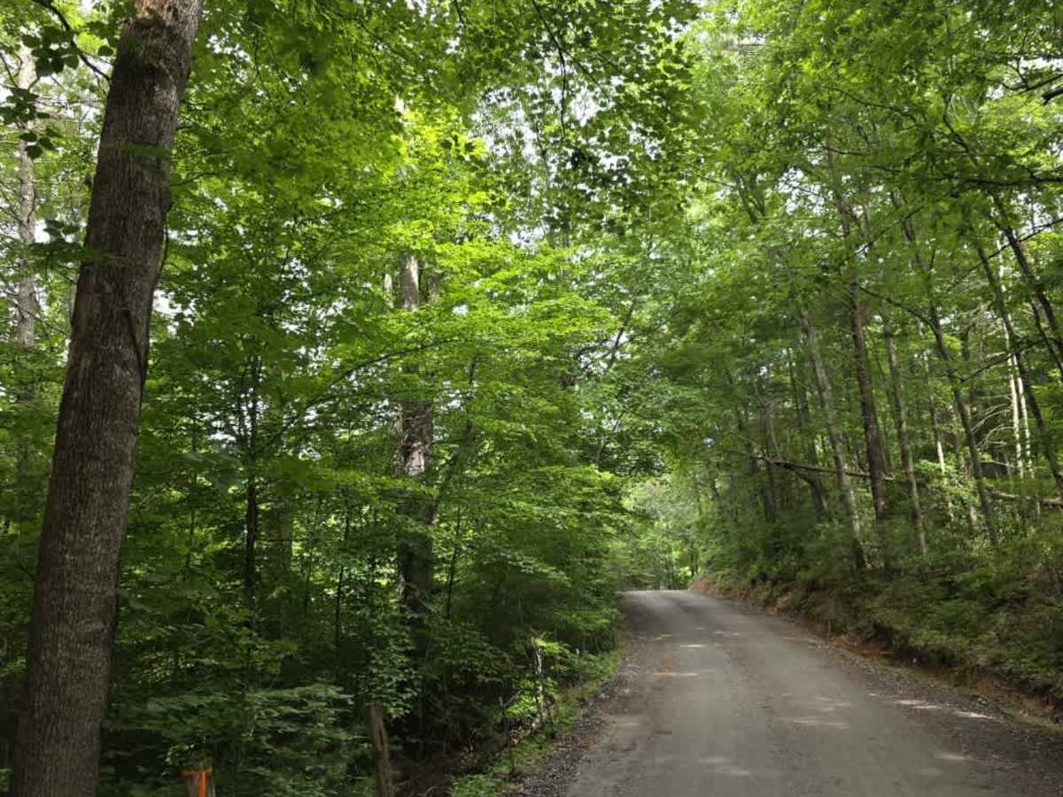 Doe Branch Road photo 5
