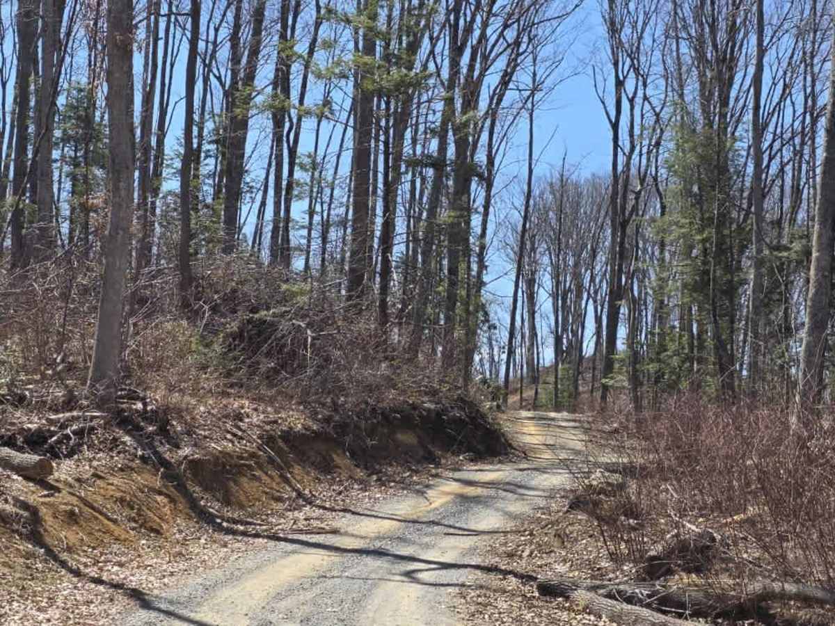 Cedar Gap photo 3