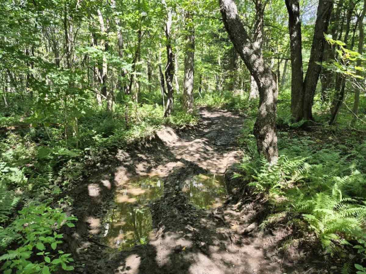 Flat Rock Swamp photo 6