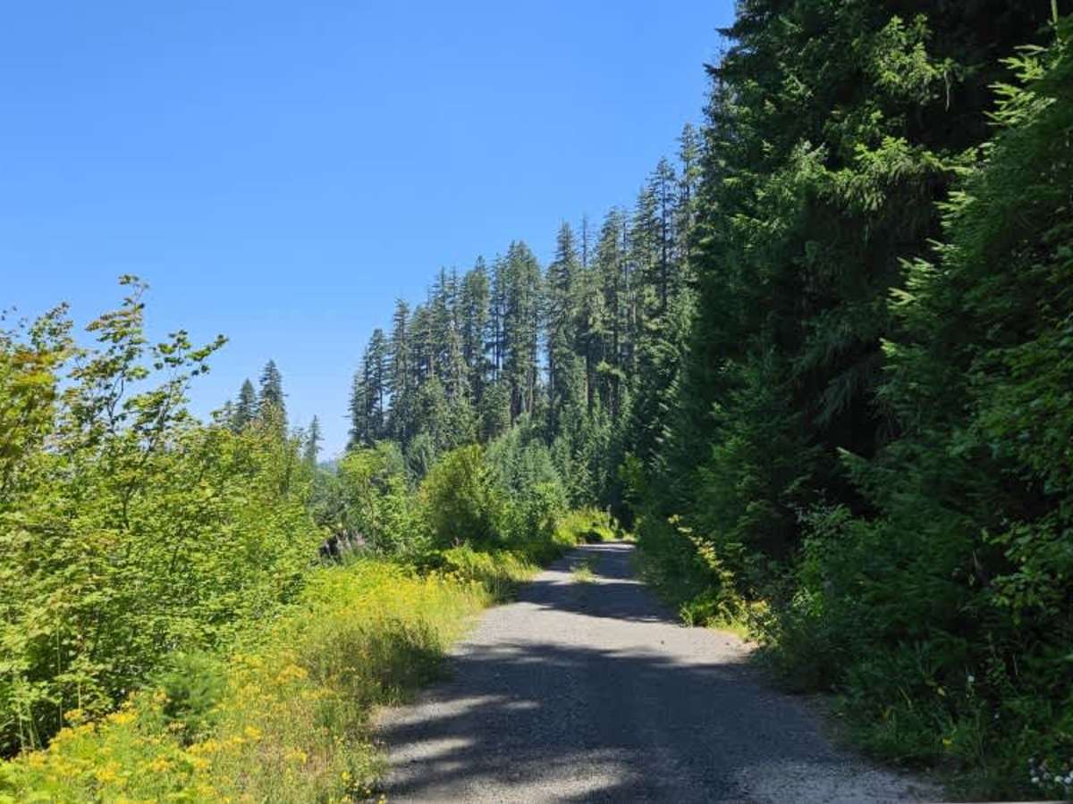 FS 2950000 trail photo