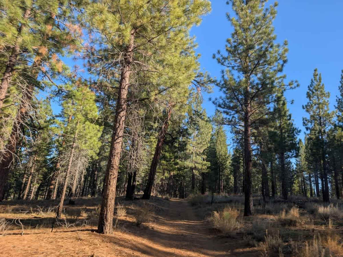 FS 26N44 trail photo