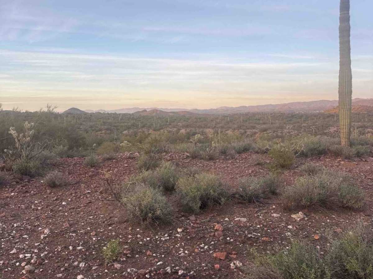 Cholla Fields  photo 5