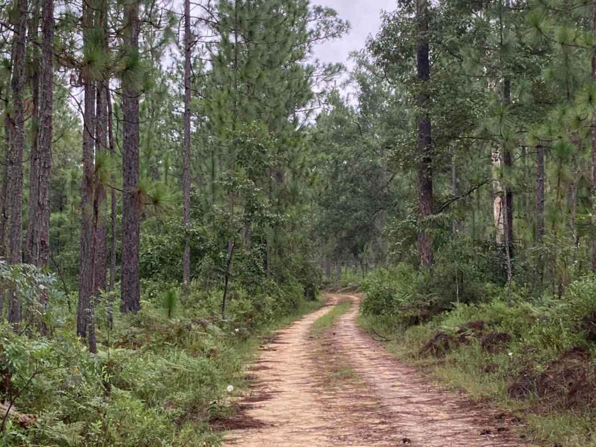 R52 trail photo