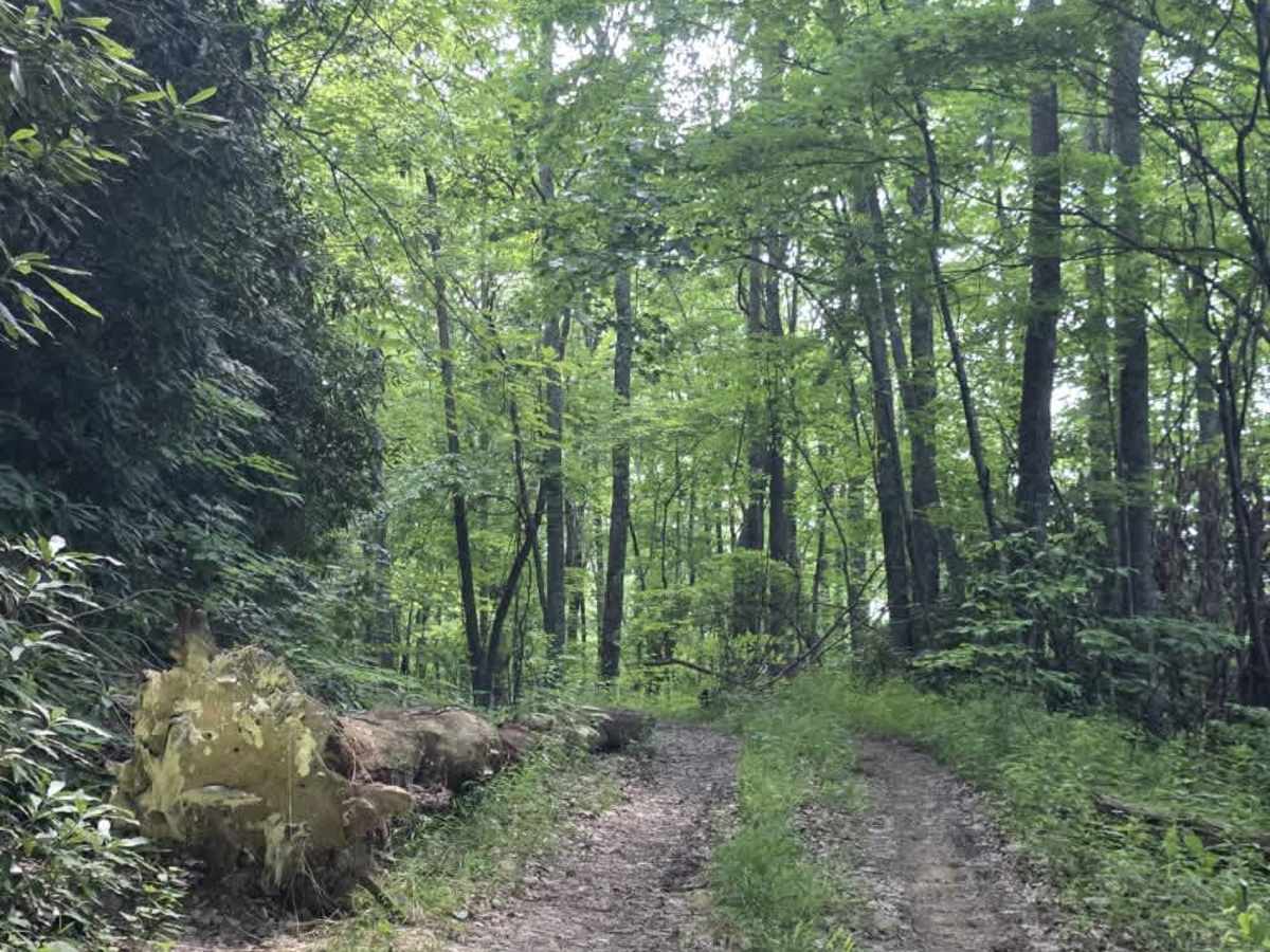 Rattlesnake Road trail photo