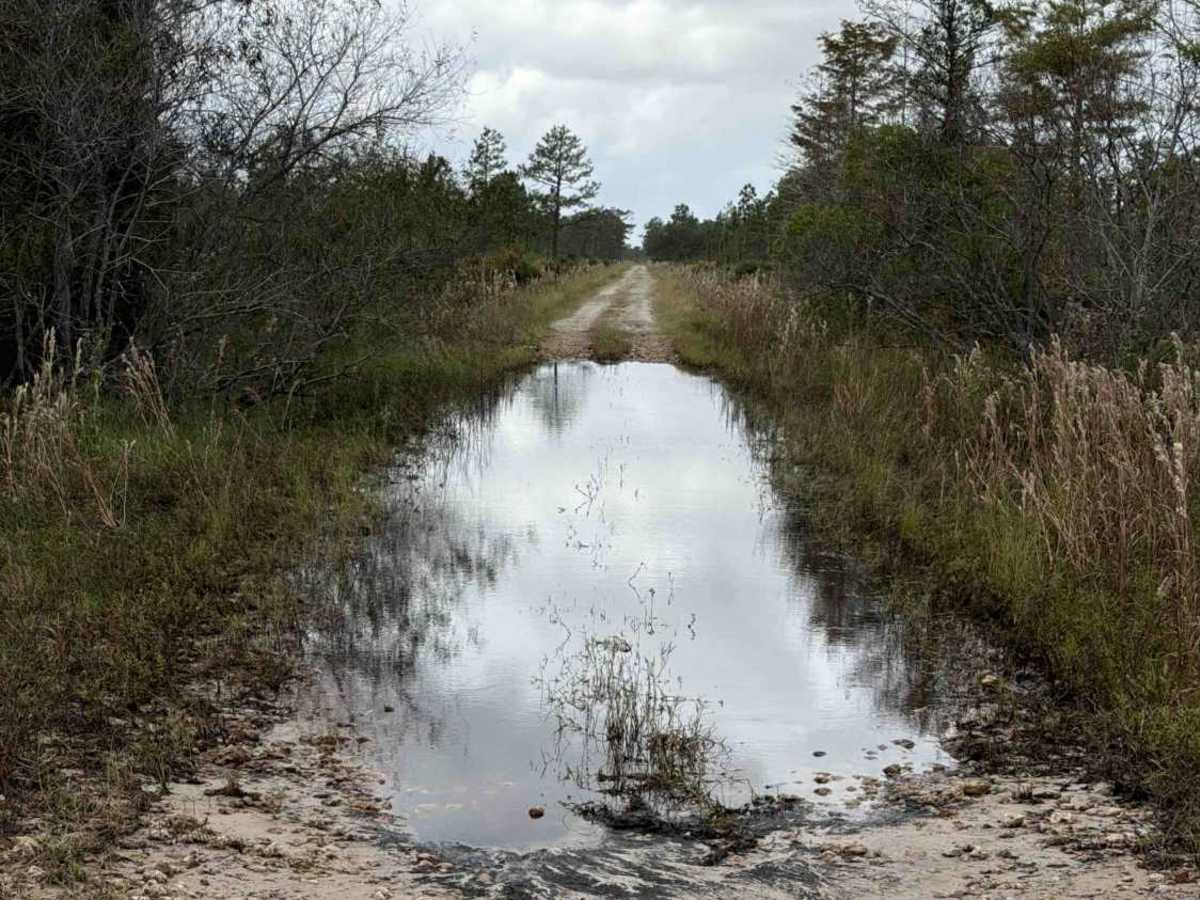 Williams Road - Three Lakes WMA trail photo