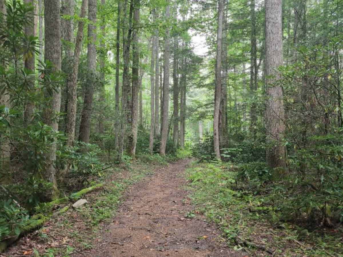 Horne Knob - FS 4530 photo 3