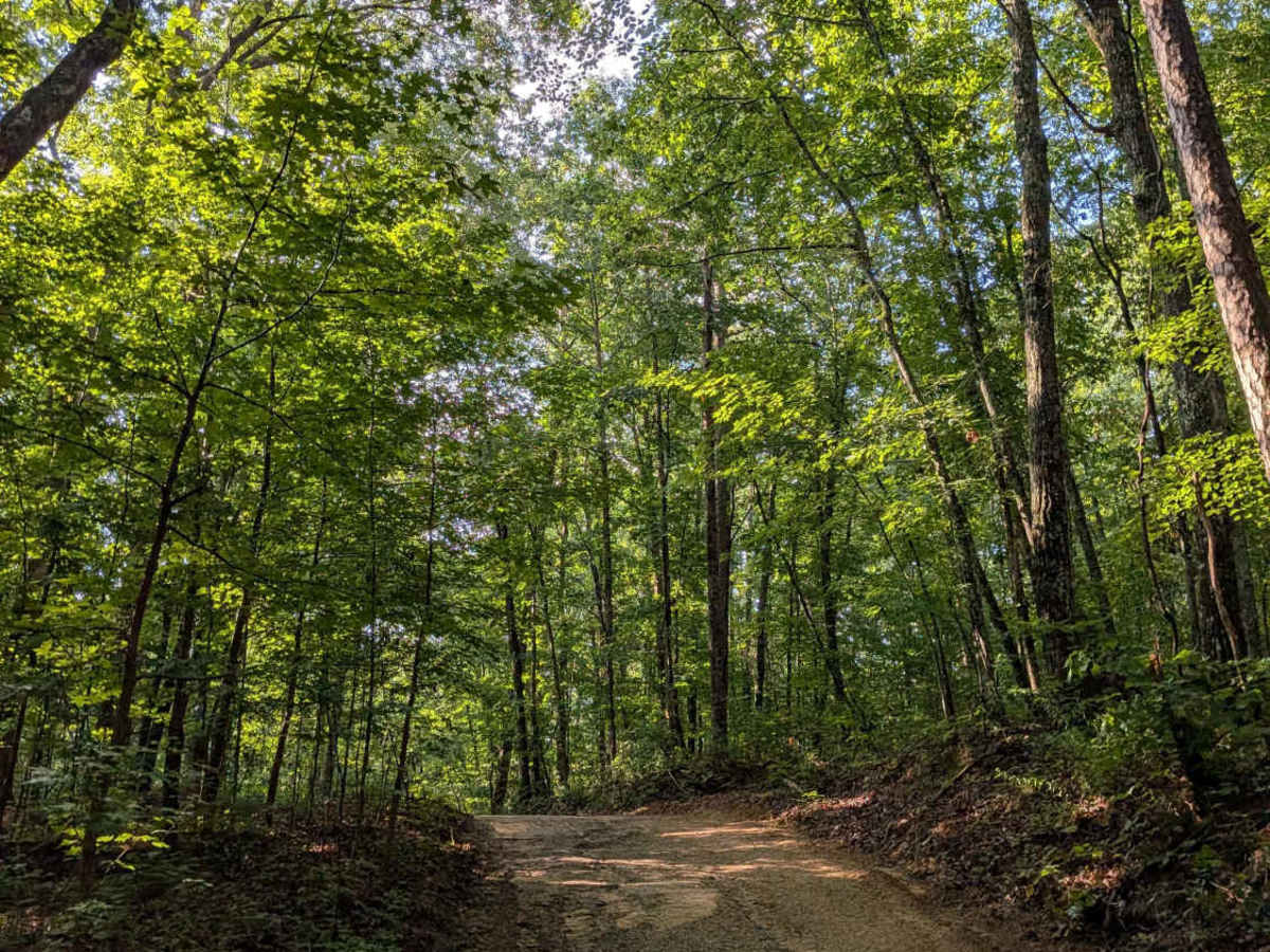 Braddison Branch Road trail photo