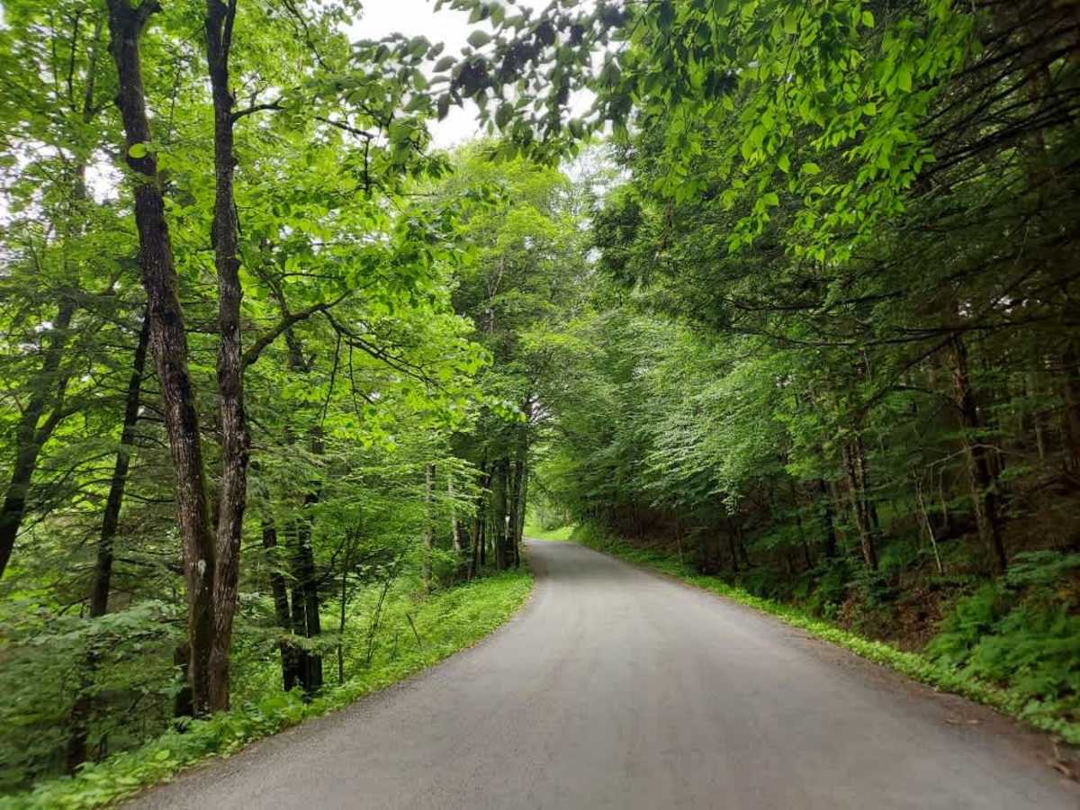 White Brook Road photo 3