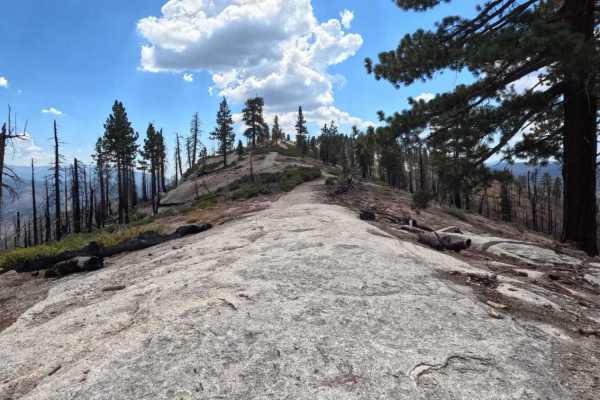 Cattle Mountain - FS 25E207