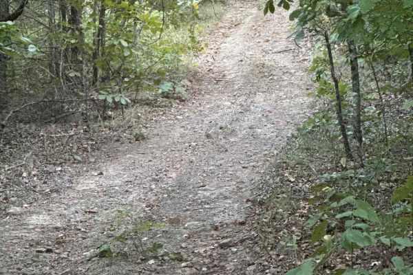 Hibiscus Hollow