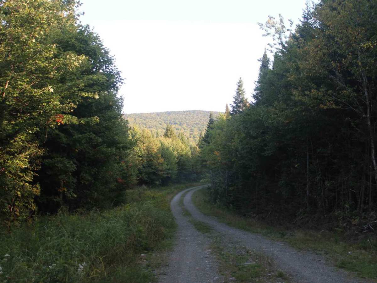 Cozy Brook Road trail photo