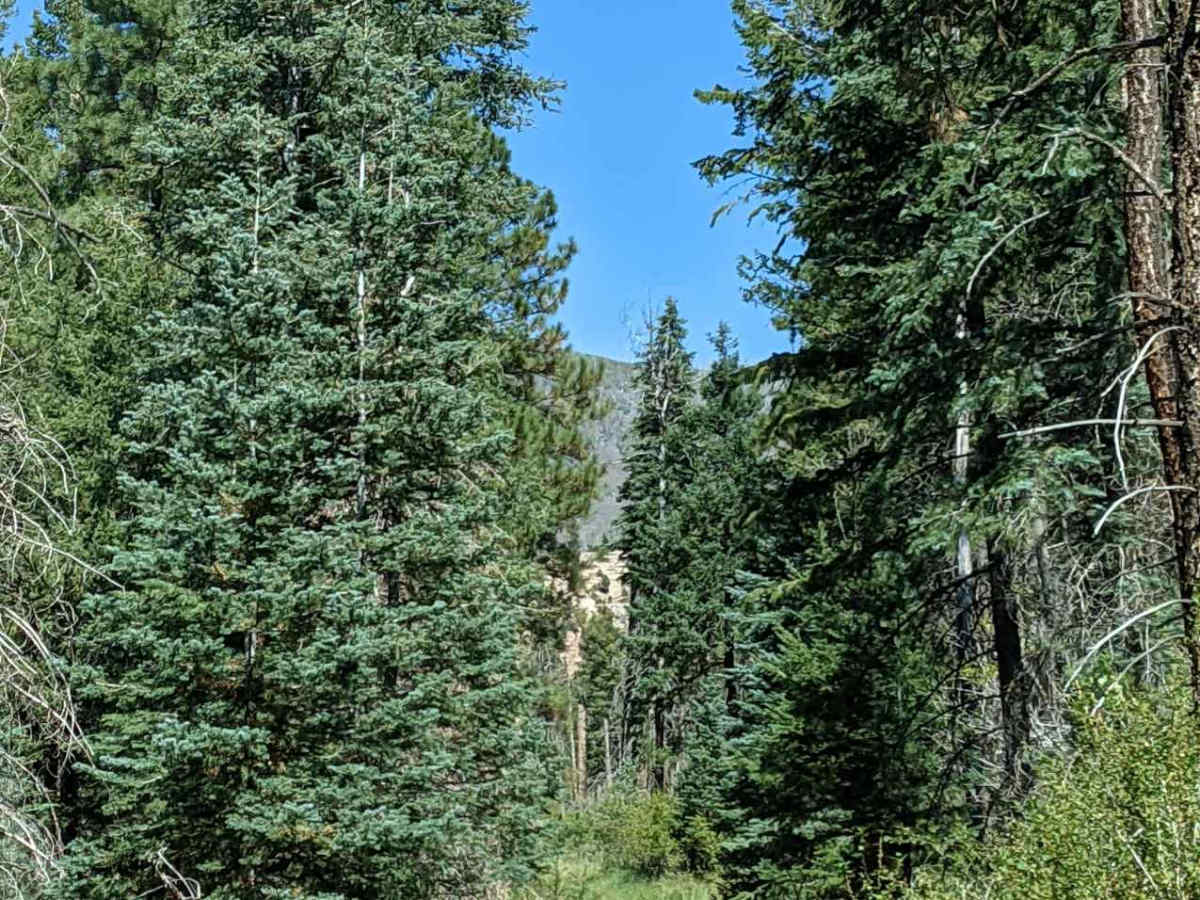 Paddy Creek trail photo