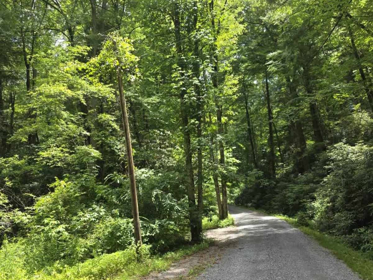 Little Greenbrier Road trail photo