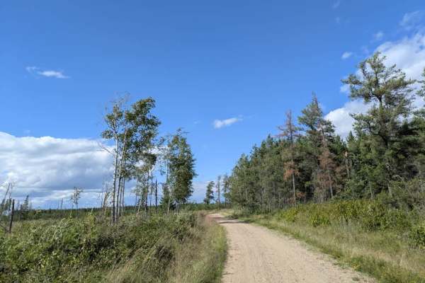 Root Forest Road
