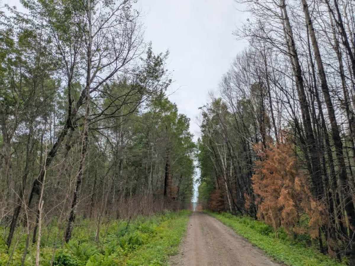 Hypo Creek  trail photo