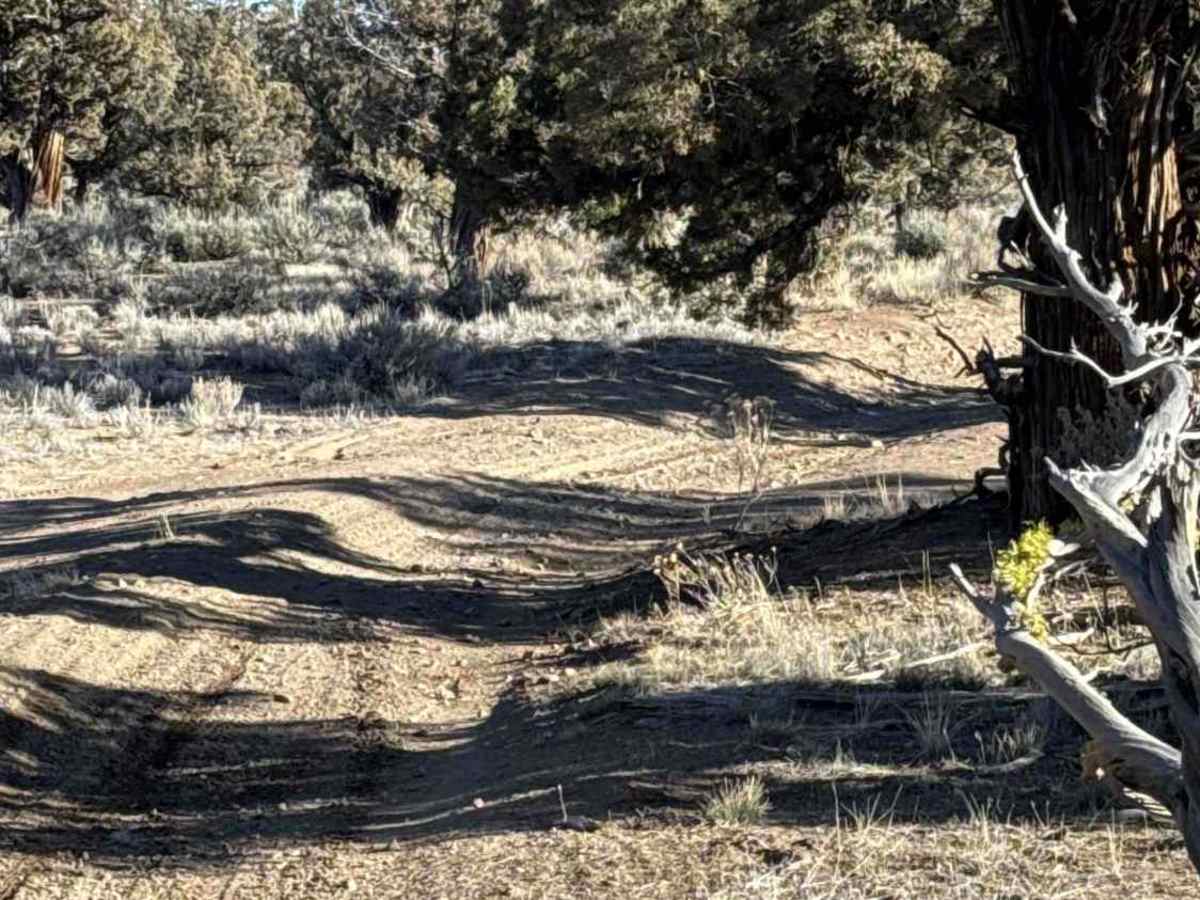 Millican Plateau OHV Trail 86 photo 2