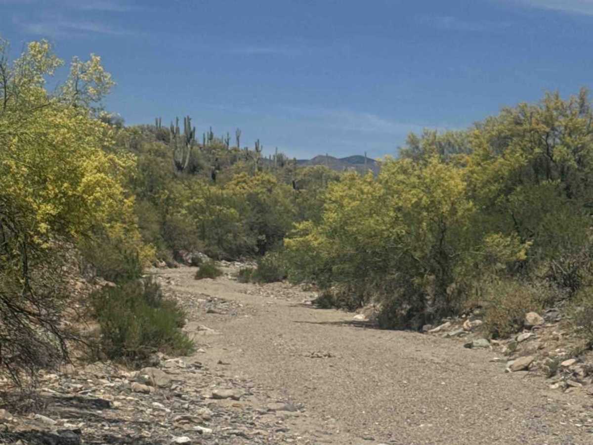 BLM 28065 photo 2