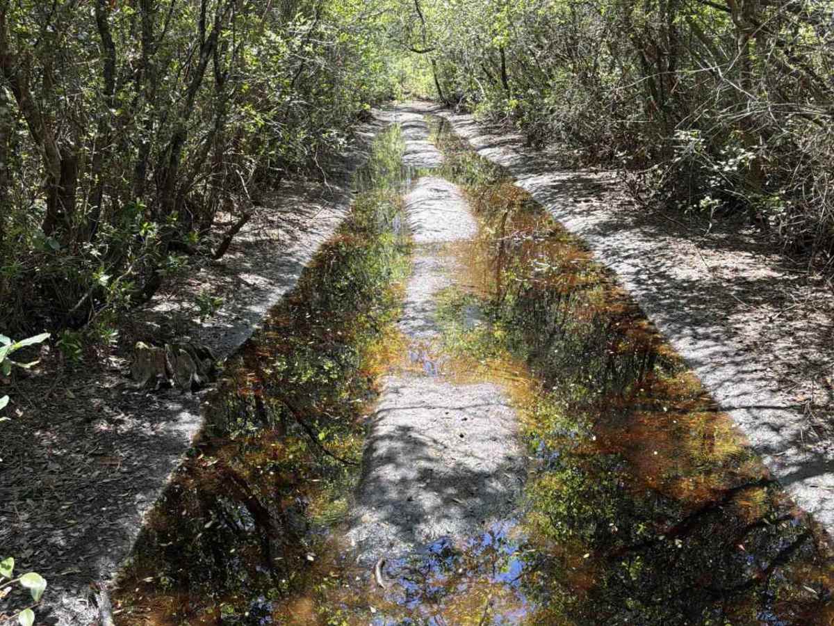 Saplin Head Swamp - FS 107 trail photo