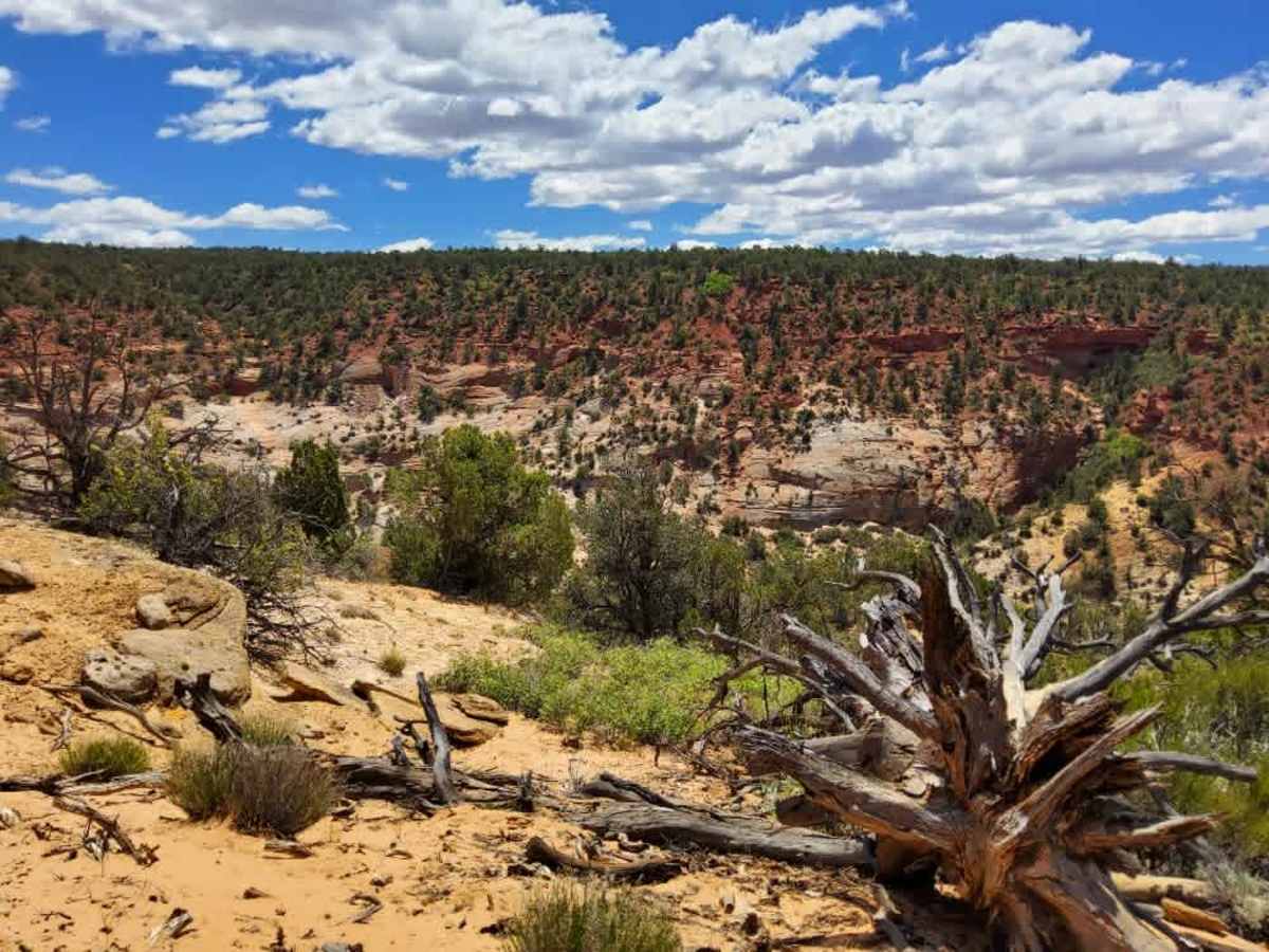 BLM 101G photo 2