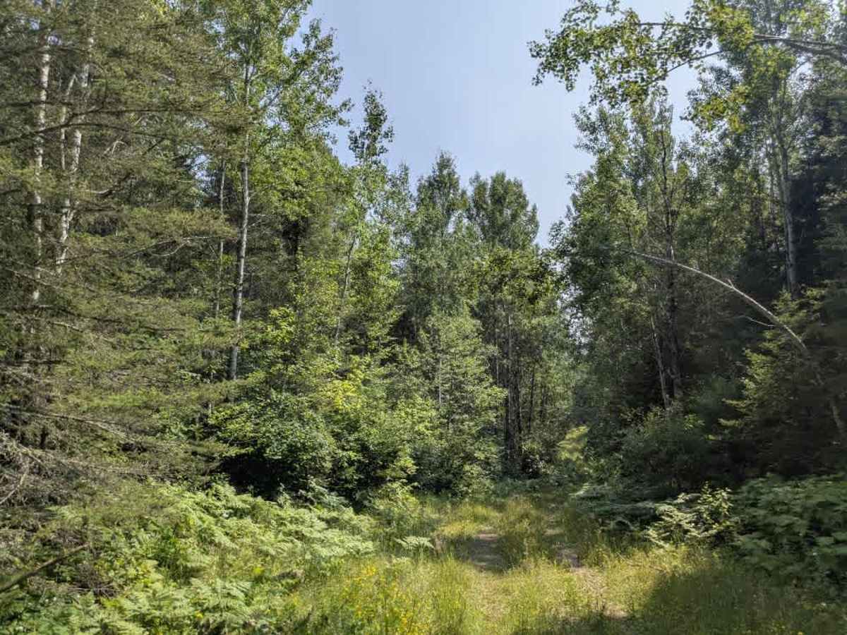Pocket Lake trail photo