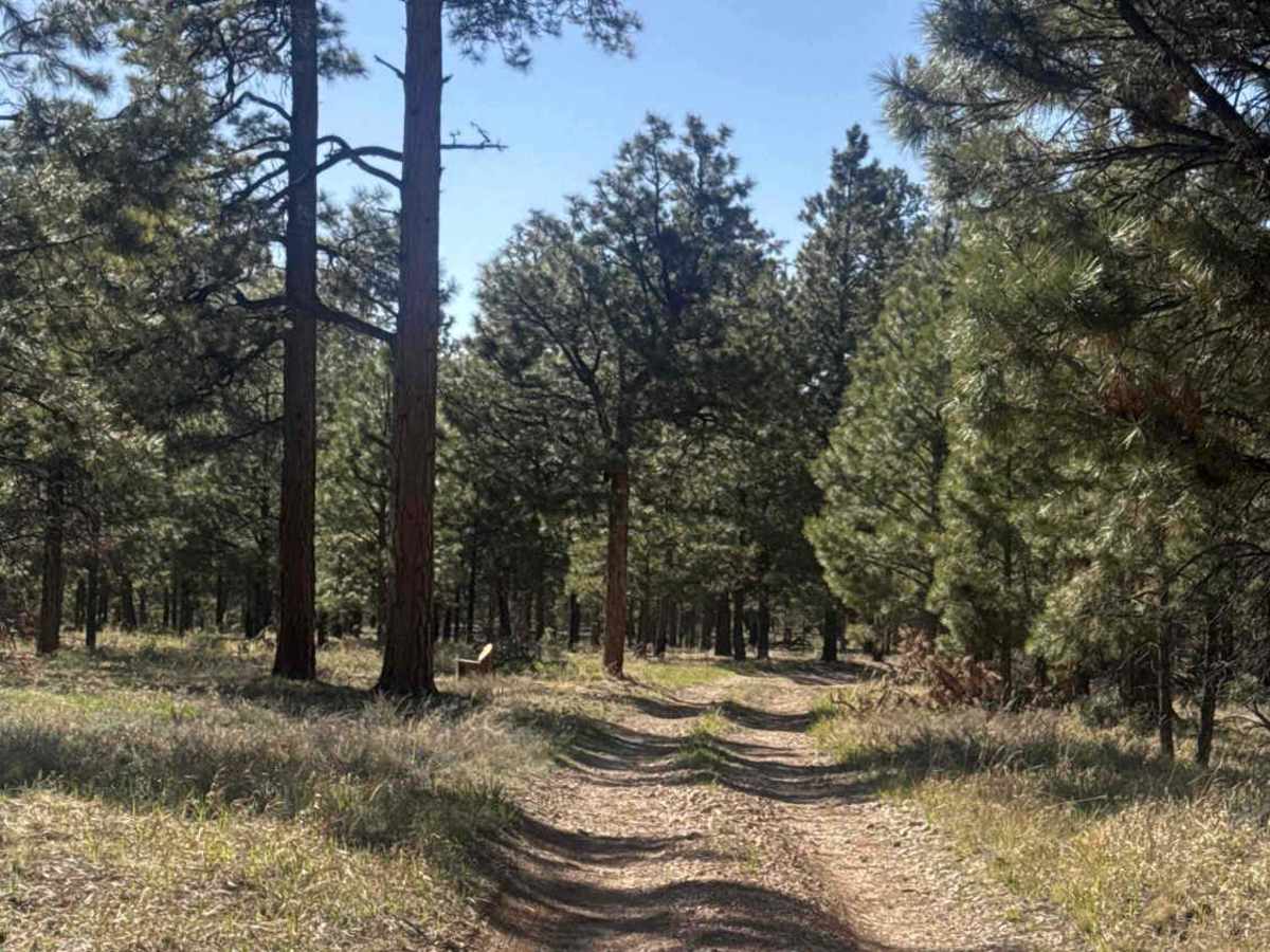The Great Western Trail - FS 258K photo 4