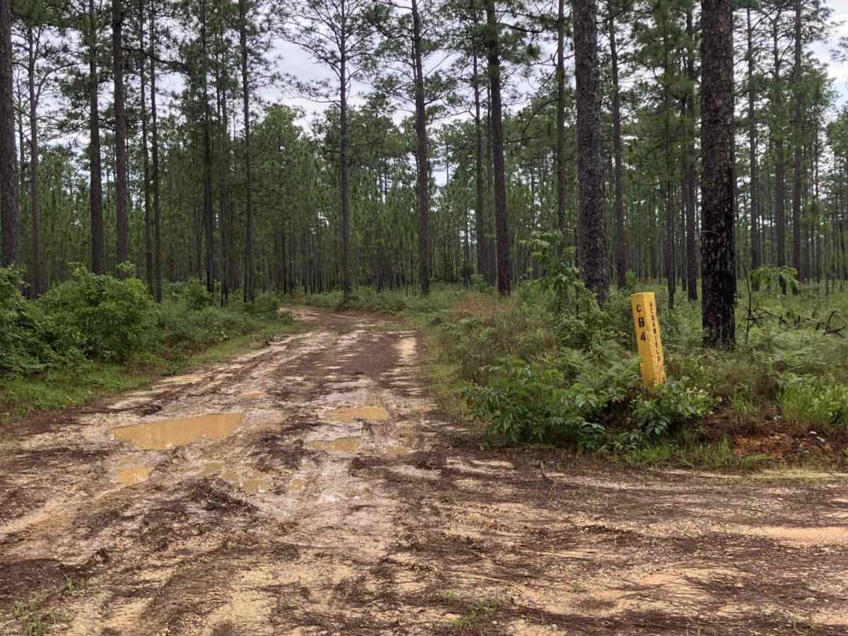 Hales Loop trail photo