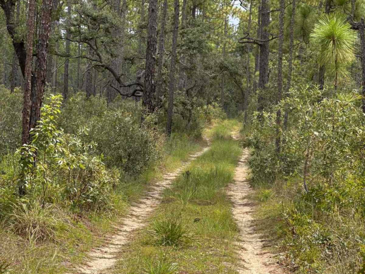 Trail 18a - Citrus WMA trail photo