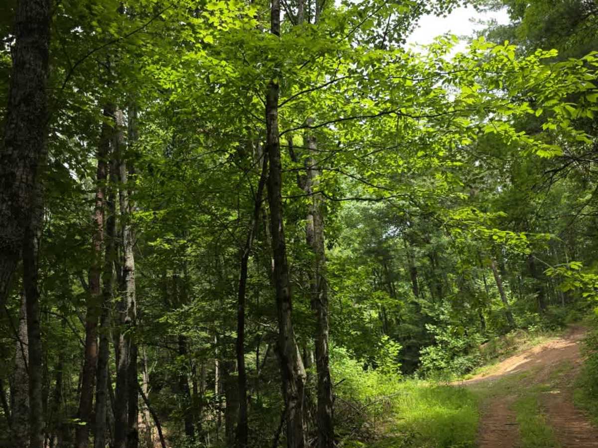 Devil's Kitchen Branch trail photo
