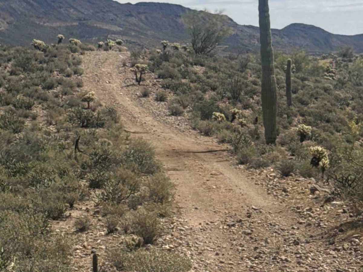 BLM 28063 photo 4