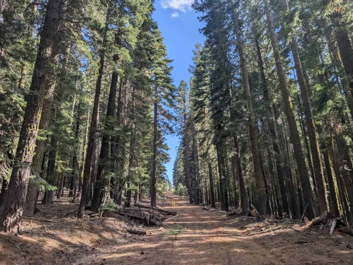 FS 31N33 trail photo