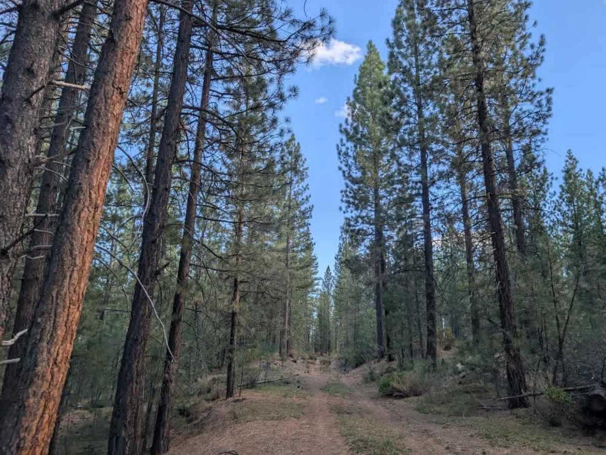 FS 33N60 trail photo