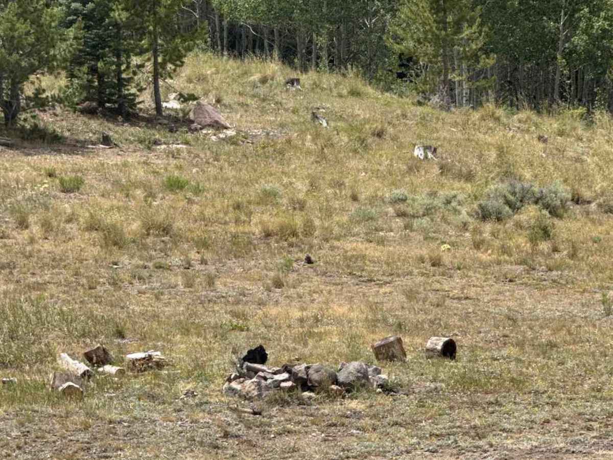 Spruce Divide Road - FS 275 photo 5