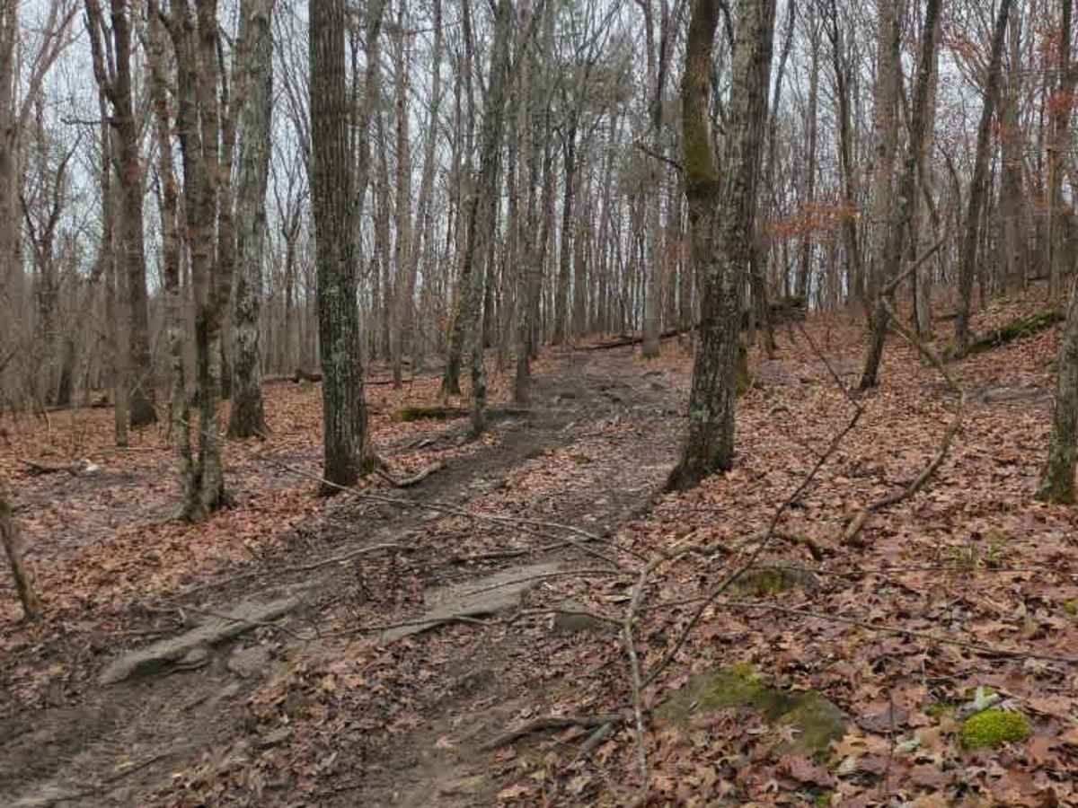 #114 Hardline Trail photo 5