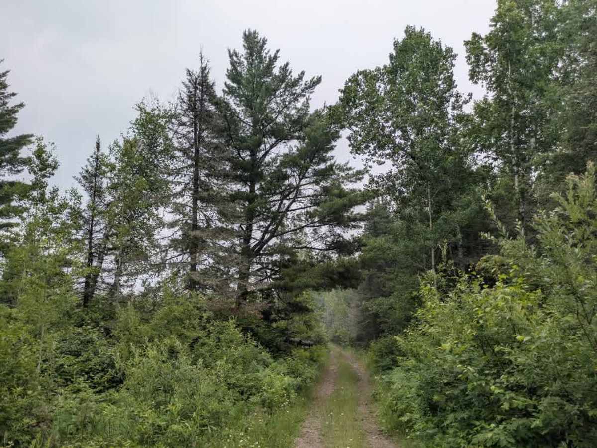McDougal Lake Spur photo 4