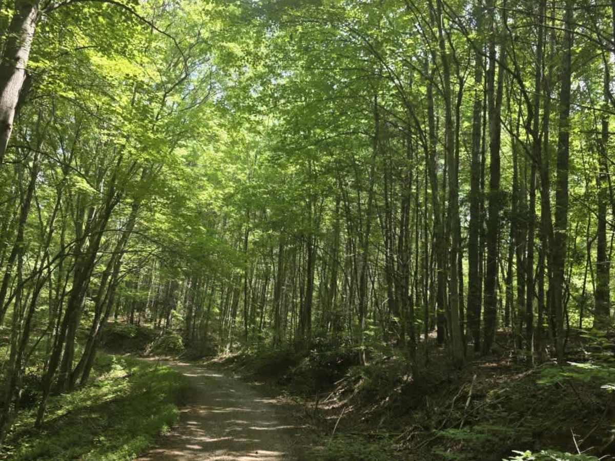 Piney Branch photo 3