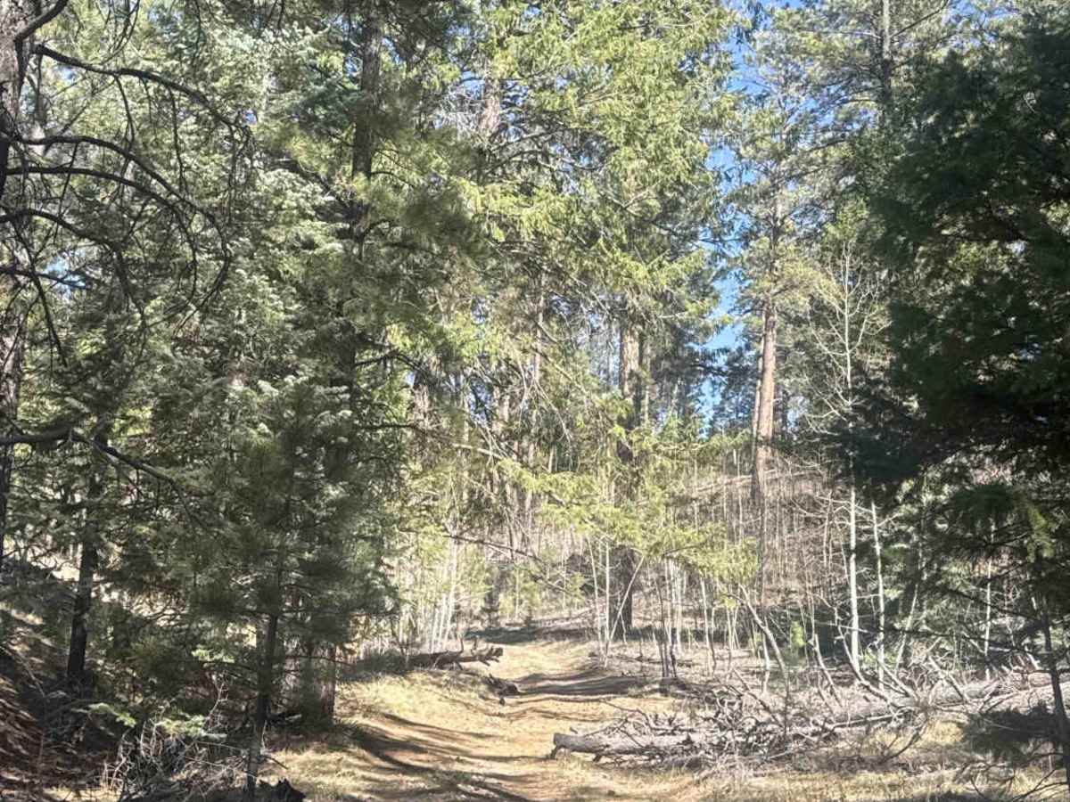 The Arizona Trail - FS 101 photo 3