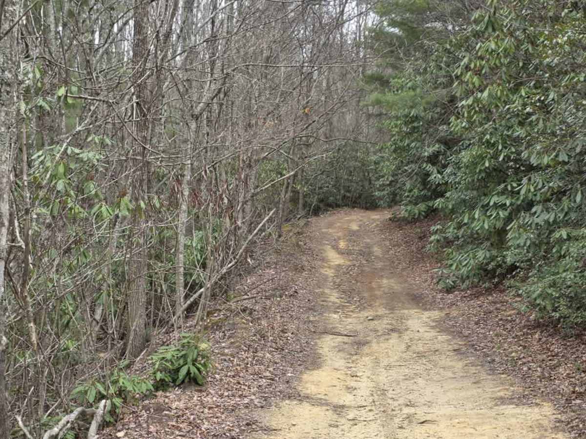 Upper Briar Creek Spur - FS 4354A photo 2